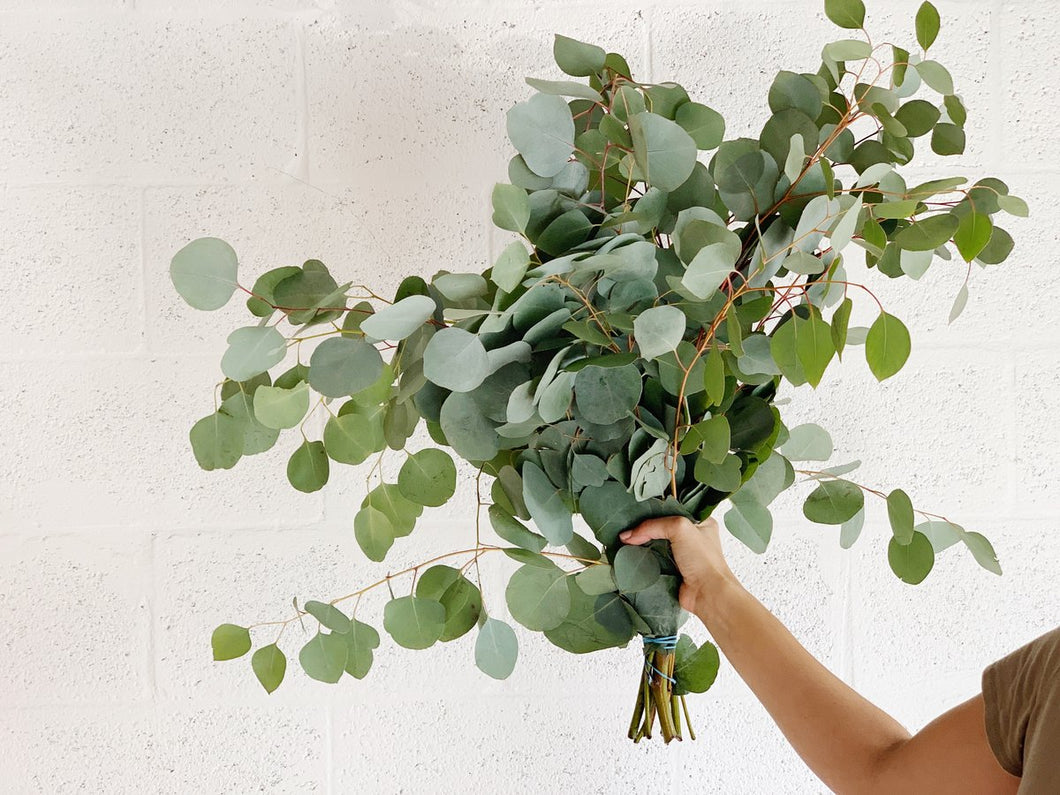 Eucalyptus bunch
